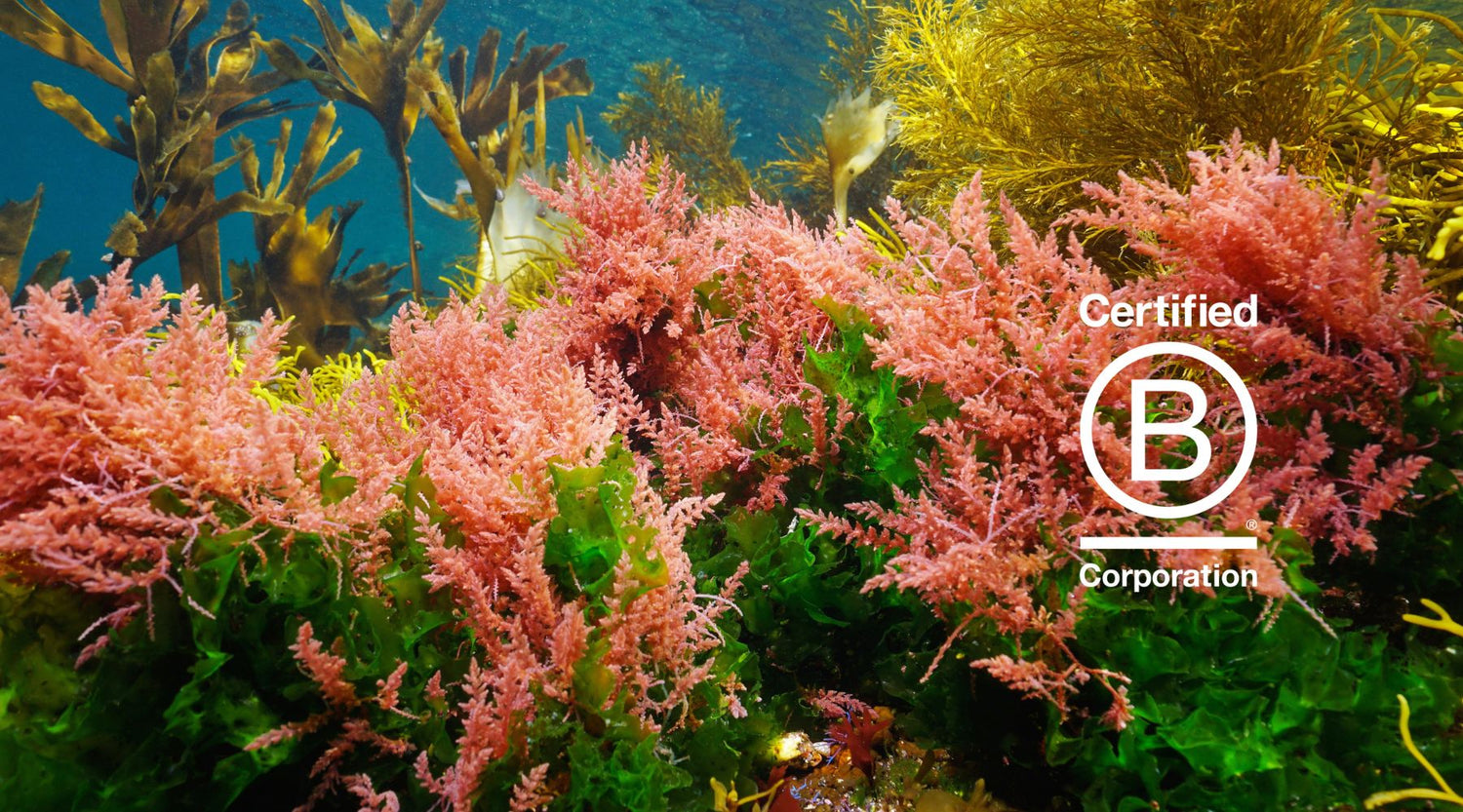 Reduce your ‘Foodprint’ with Seaweed, and Heal our Planet