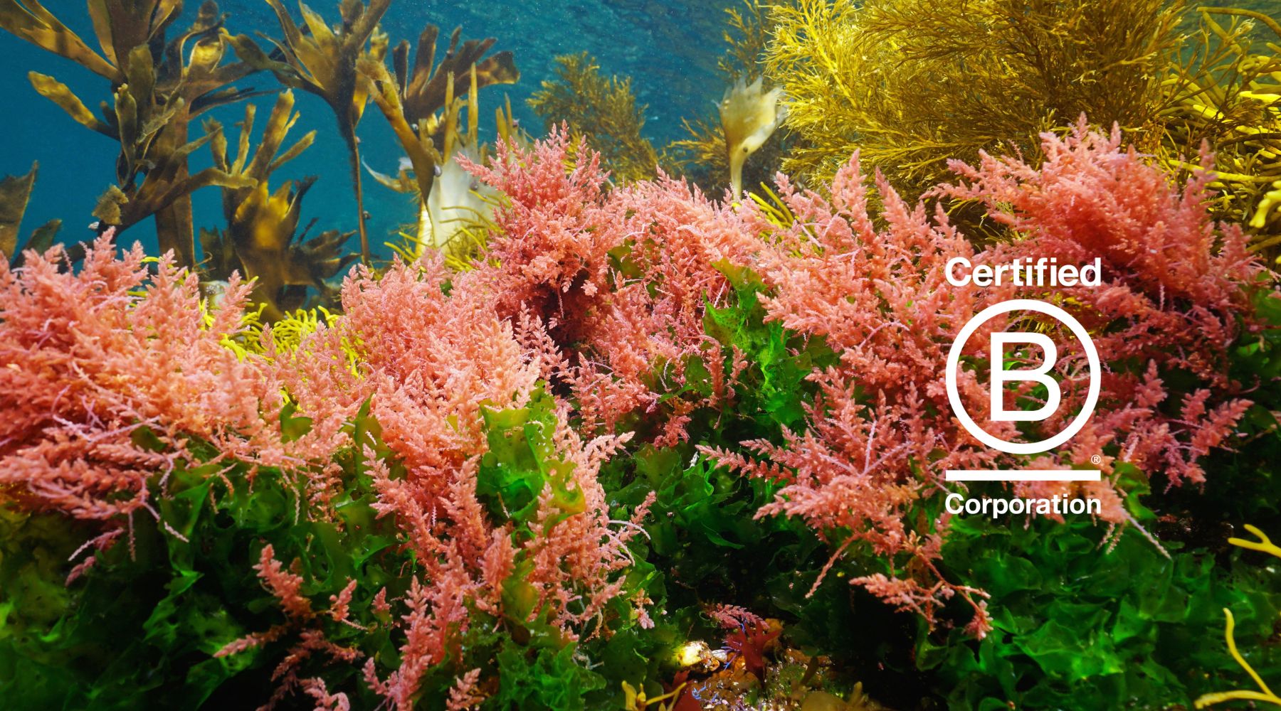 Reduce your ‘Foodprint’ with Seaweed, and Heal our Planet