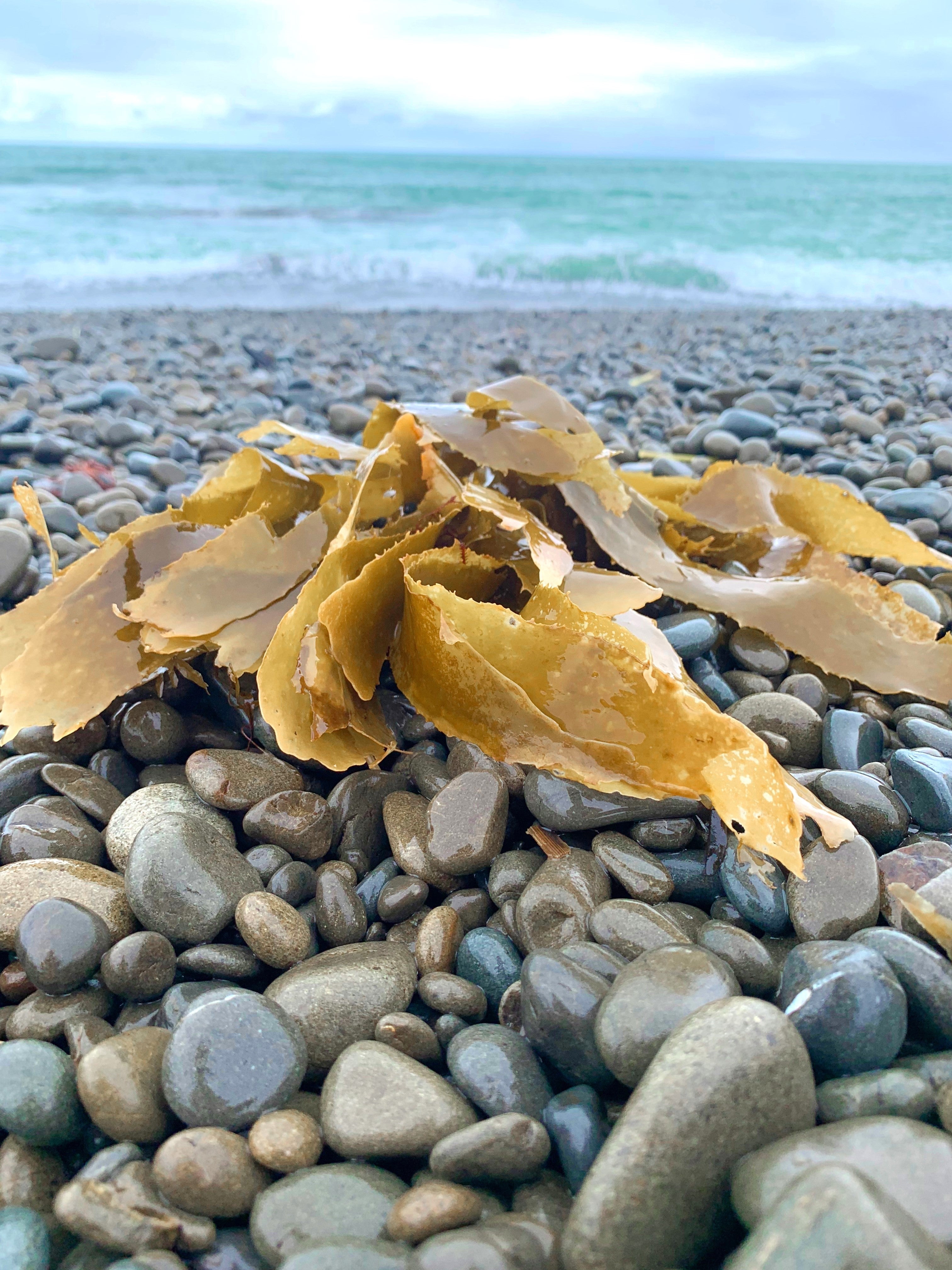 Why & How To Best Eat Kelp Seaweed