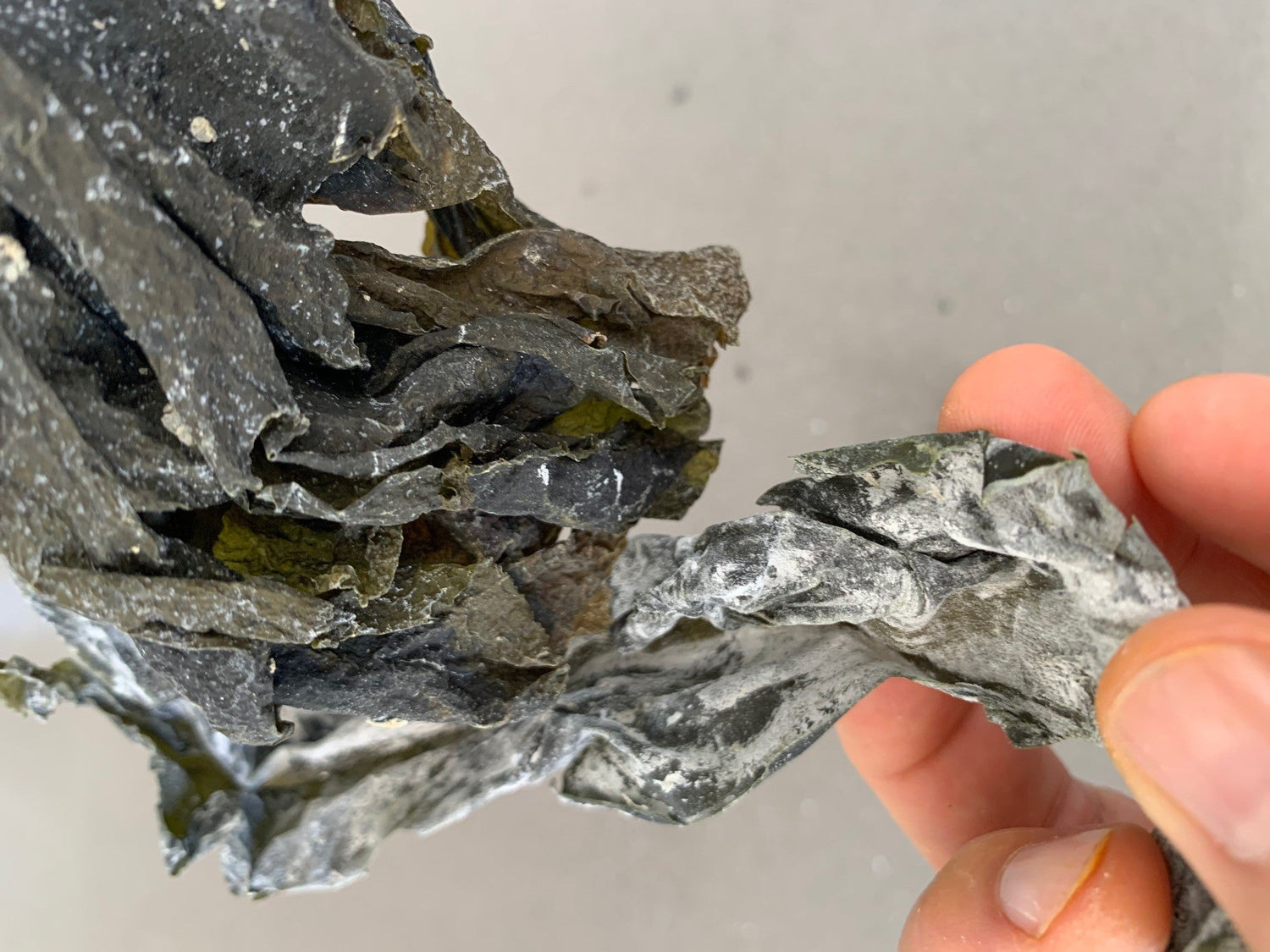 The Wonderful Health Benefits of Wakame