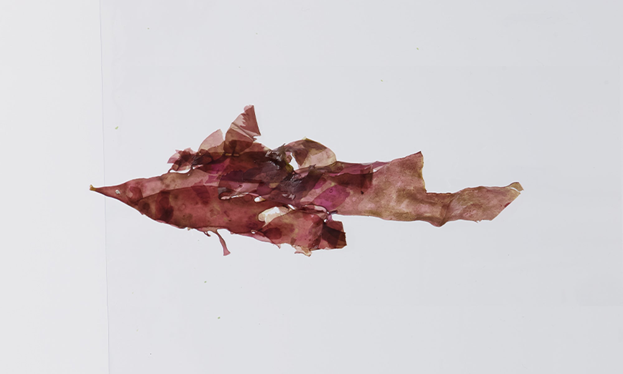 Pacific Harvest wet dulse leaf