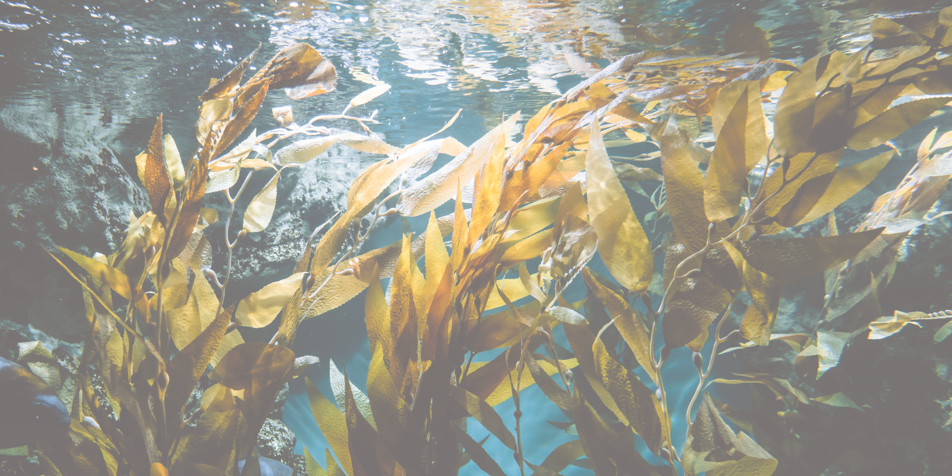 Pacific Harvest underwater seaweed swaying in the current