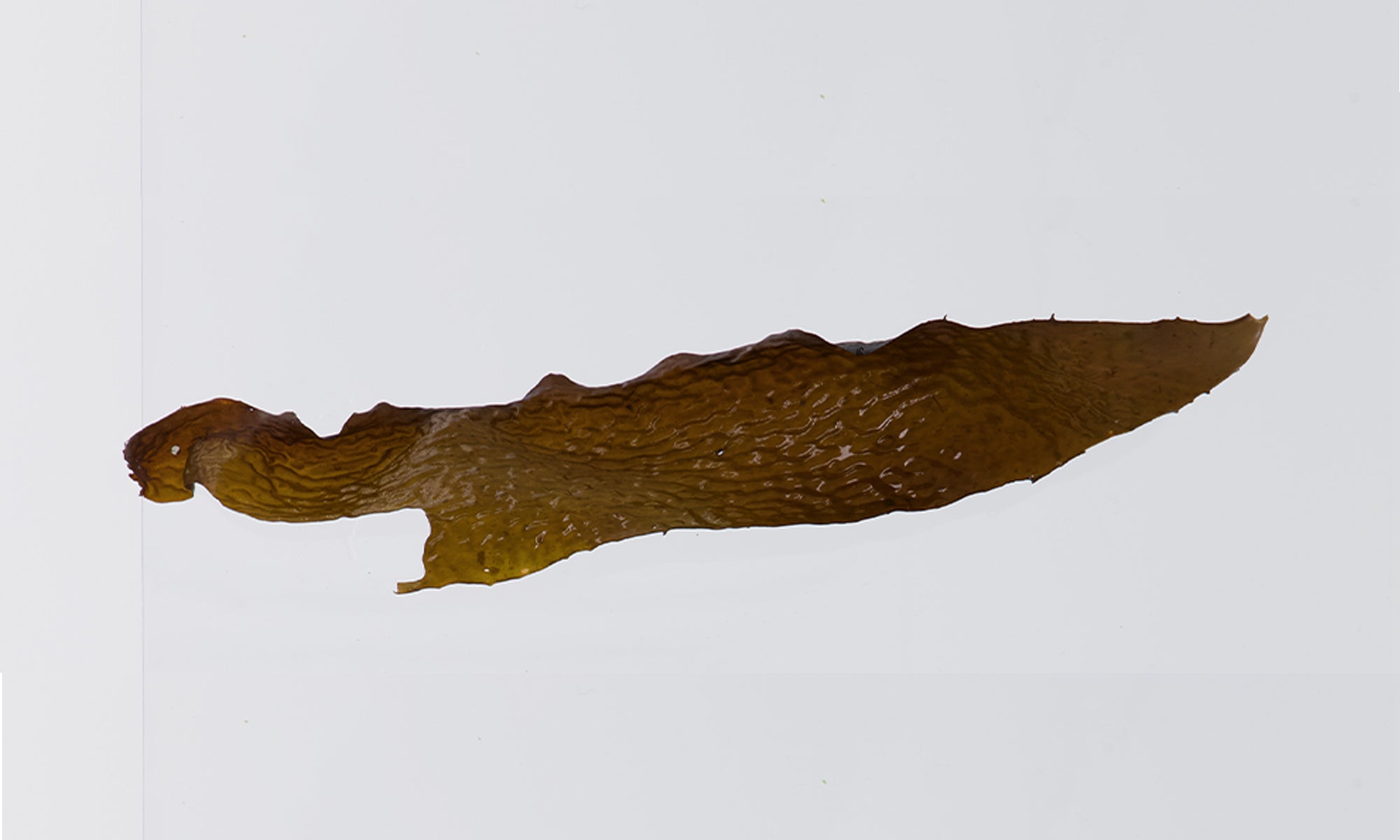 Pacific Harvest kombu leaf wet