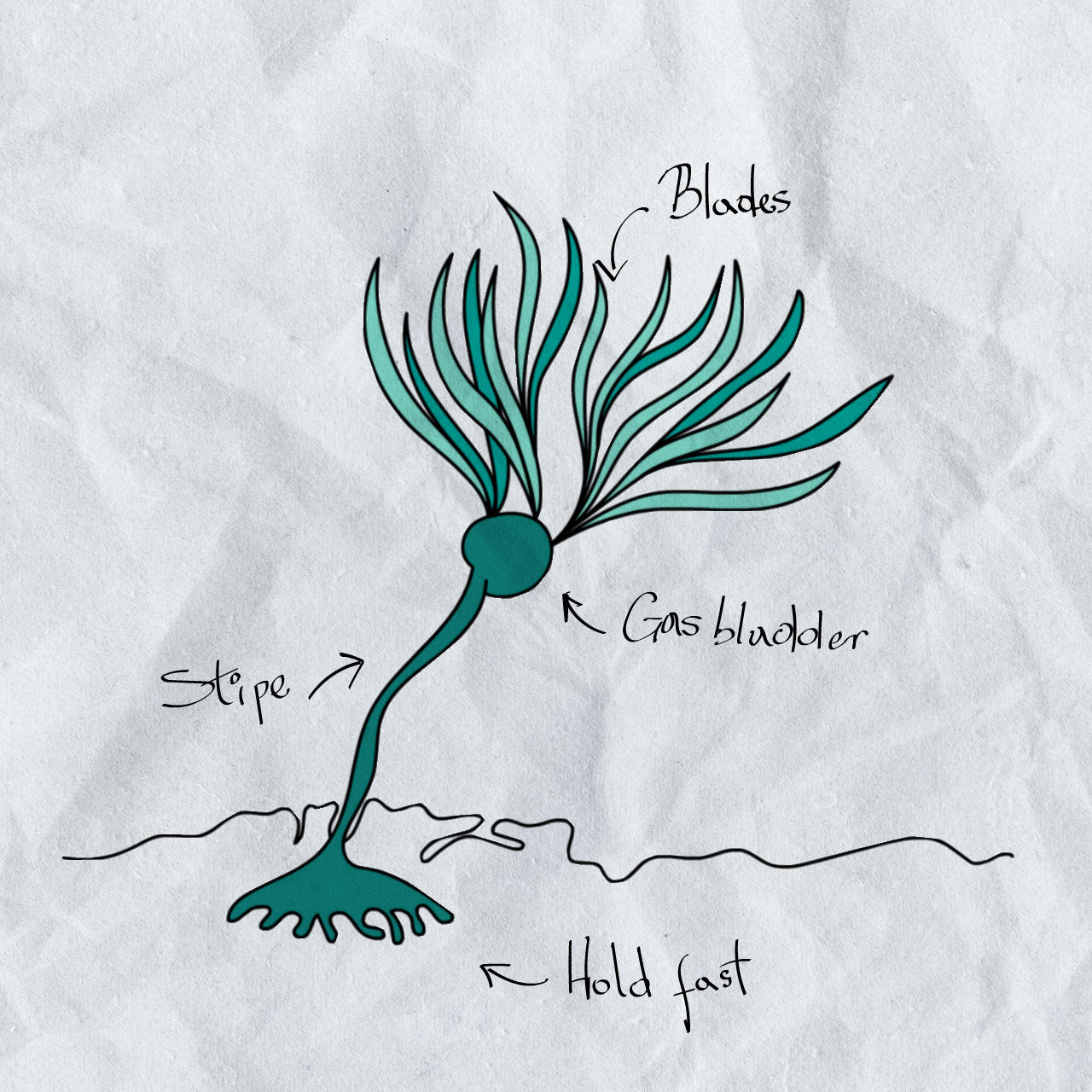 Pacific Harvest infographic seaweed frond parts