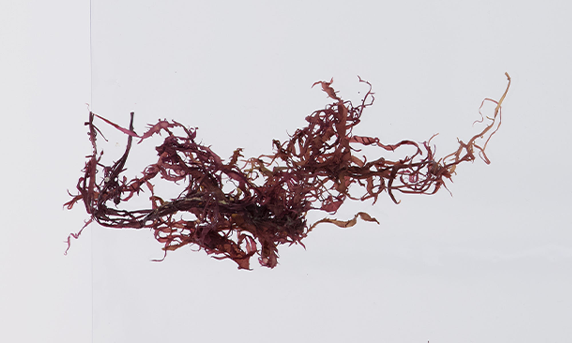 Pacific Harvest sea chicory dry