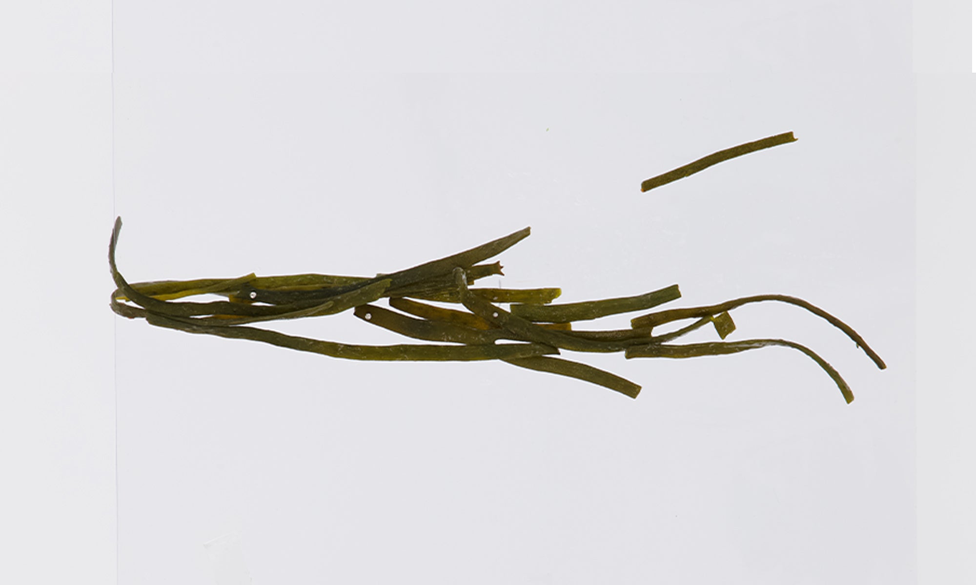 Pacific Harvest sea spaghetti wet