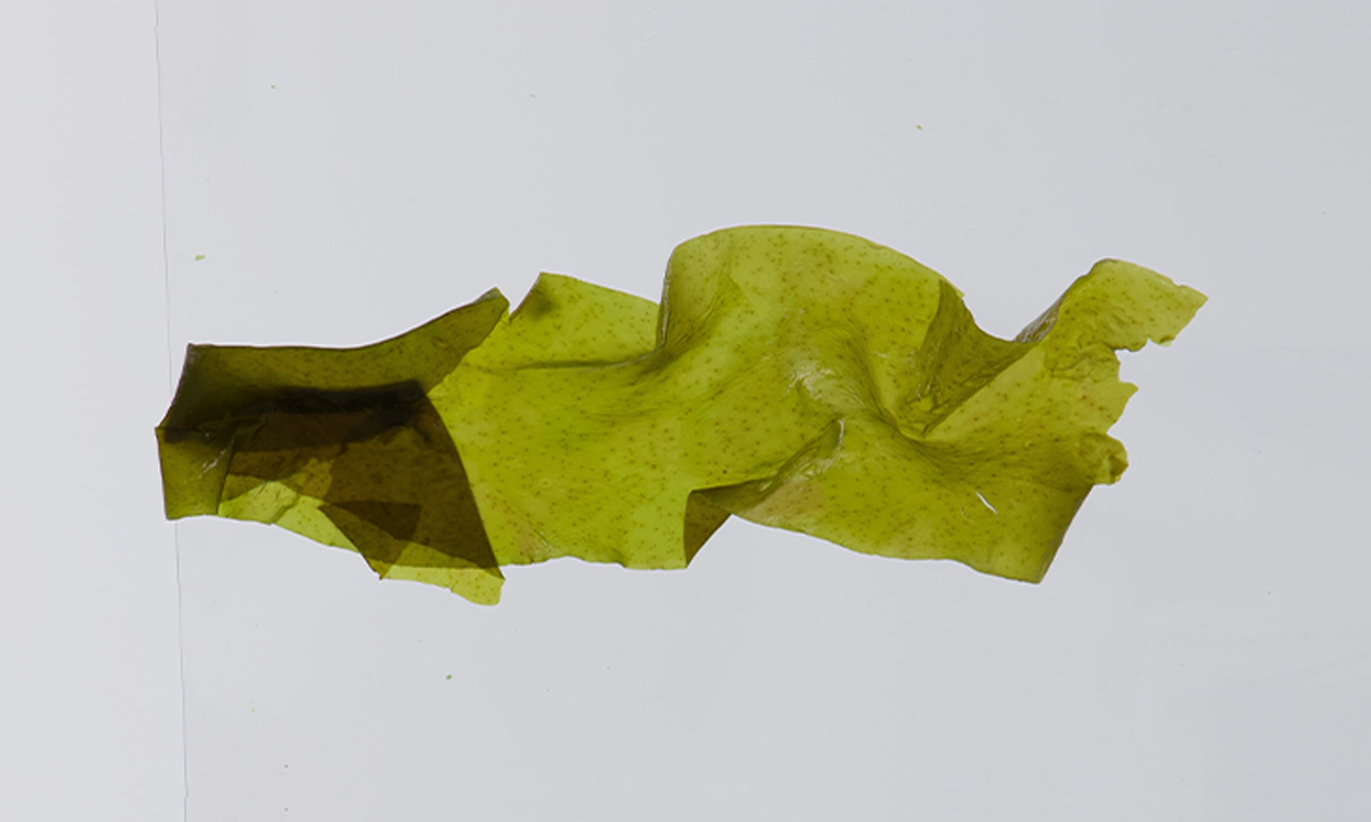 Pacific Harvest wakame wild leaf wet