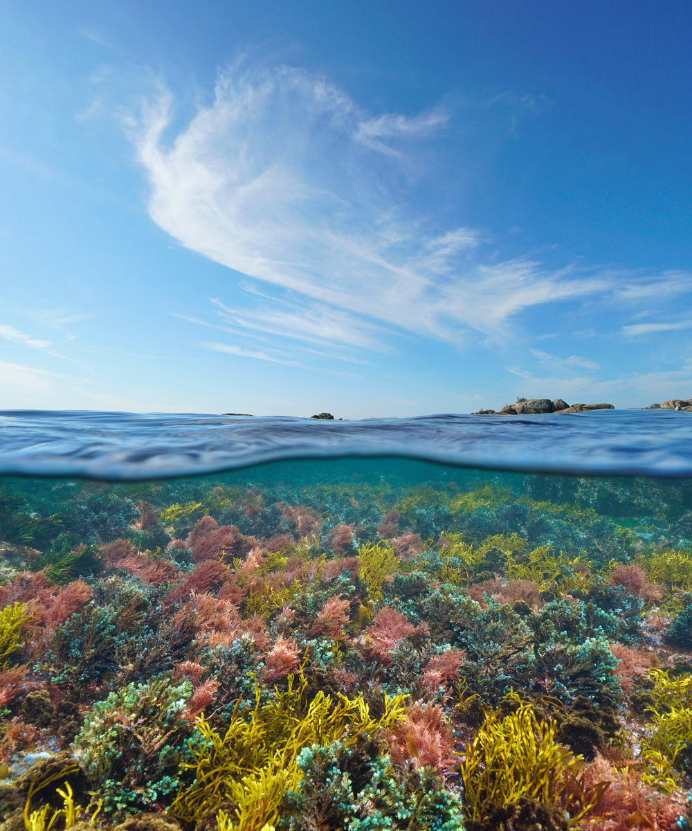 Pacific Harvest underwater seaweed colours