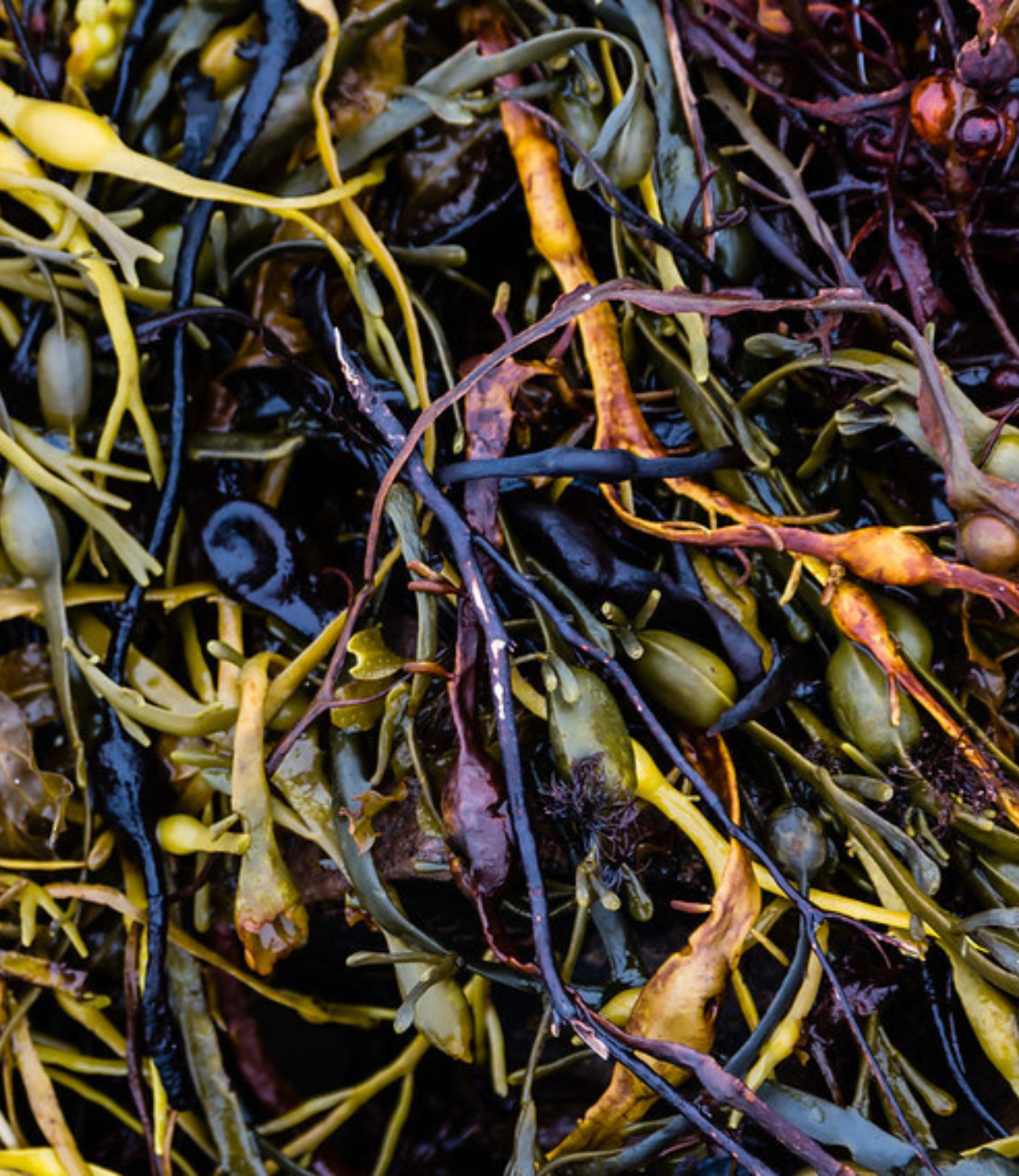 Pacific Harvest seaweed colours
