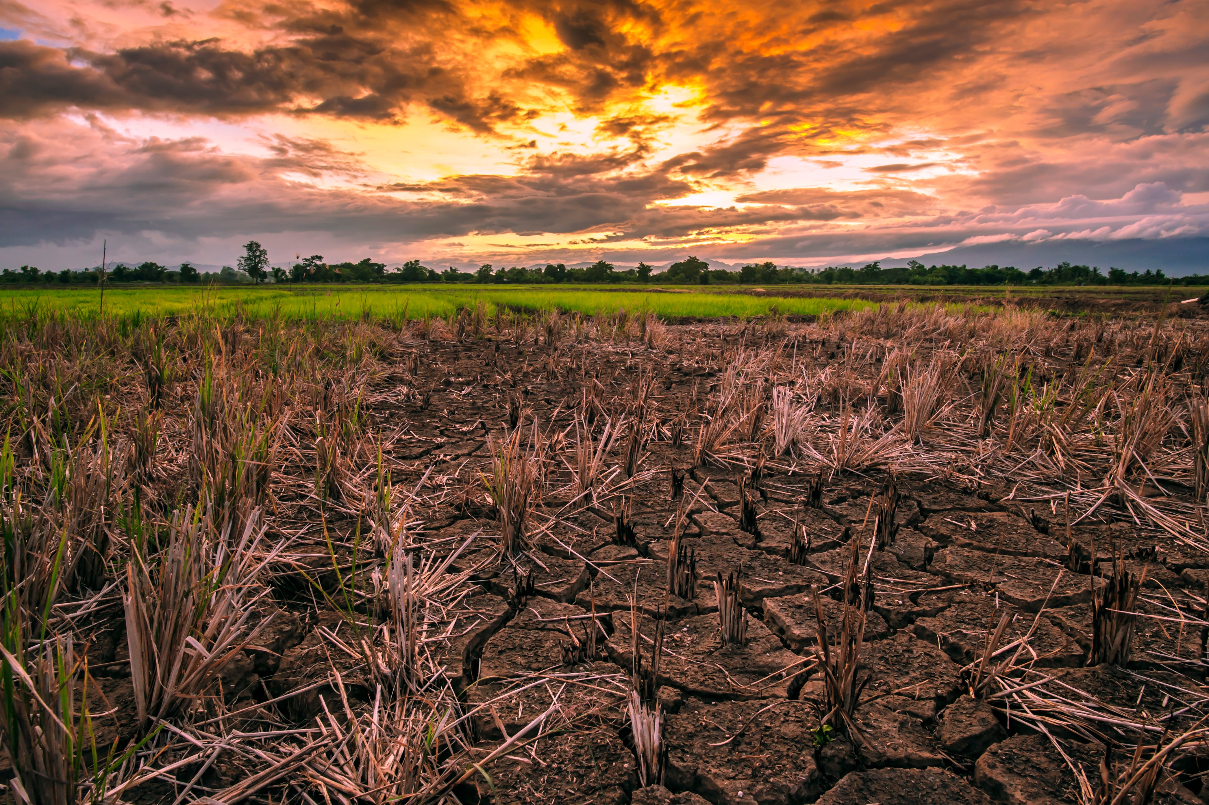 Pacific Harvest depleted soils
