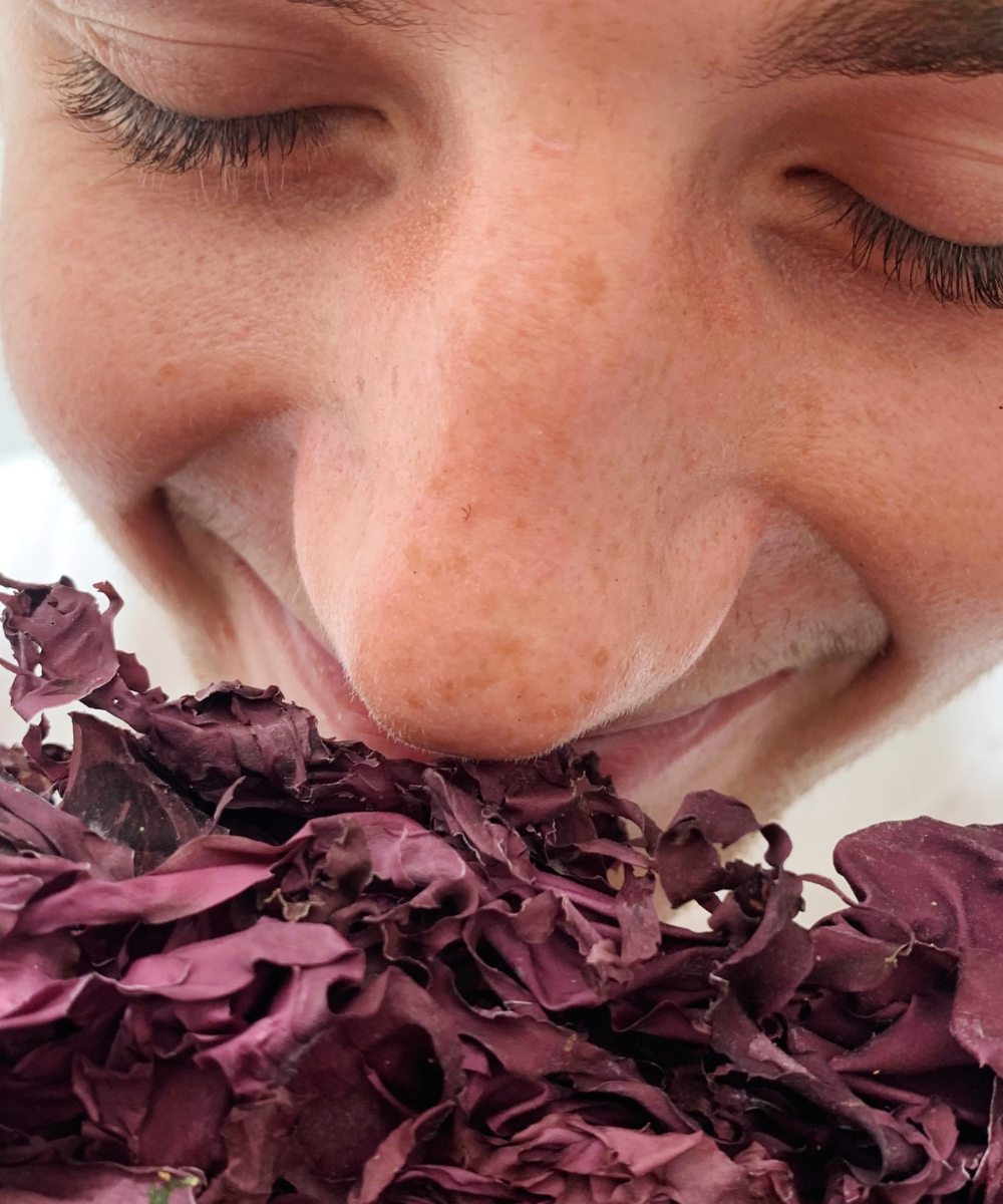 Pacific Harvest man smelling dulse seaweed leaves 100x1200