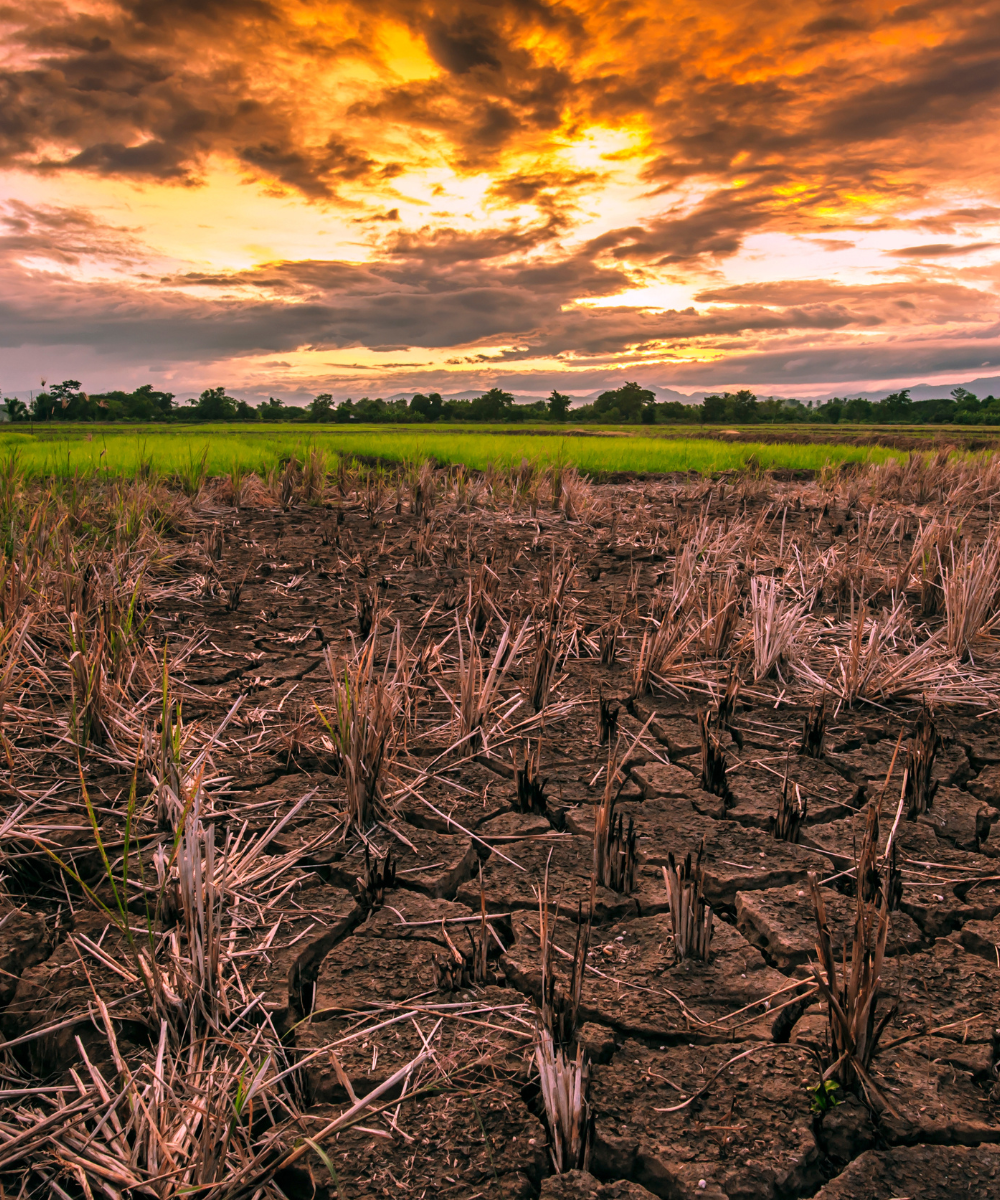 Pacific Harvest depleted soils image