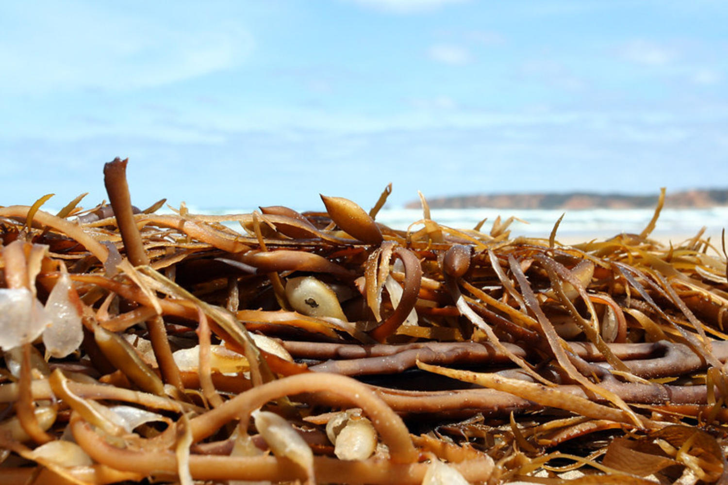 Pacific Harvest subscribe seaweed close up on beach