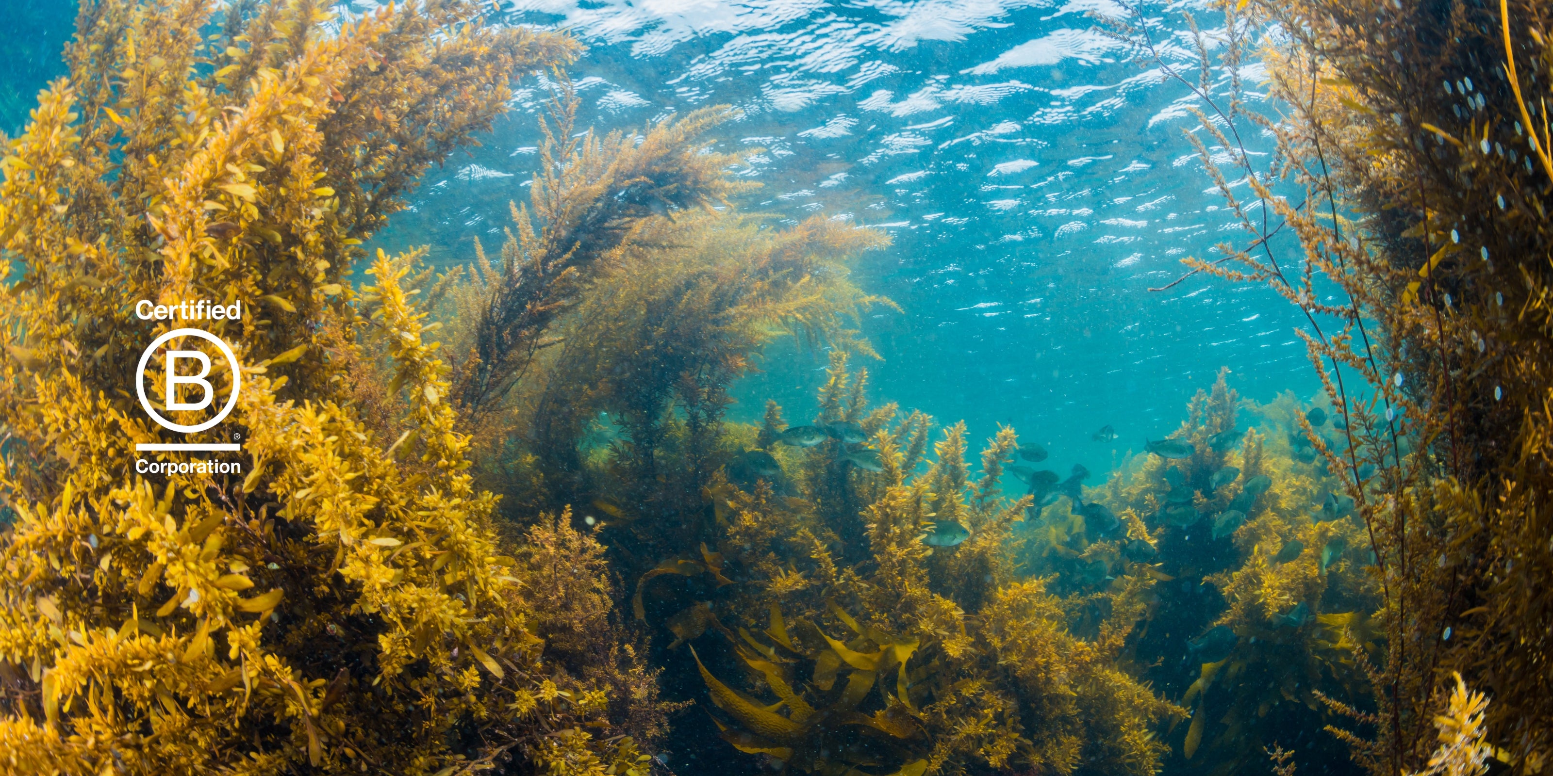 Pacific Harvest Sustainability Page Banner