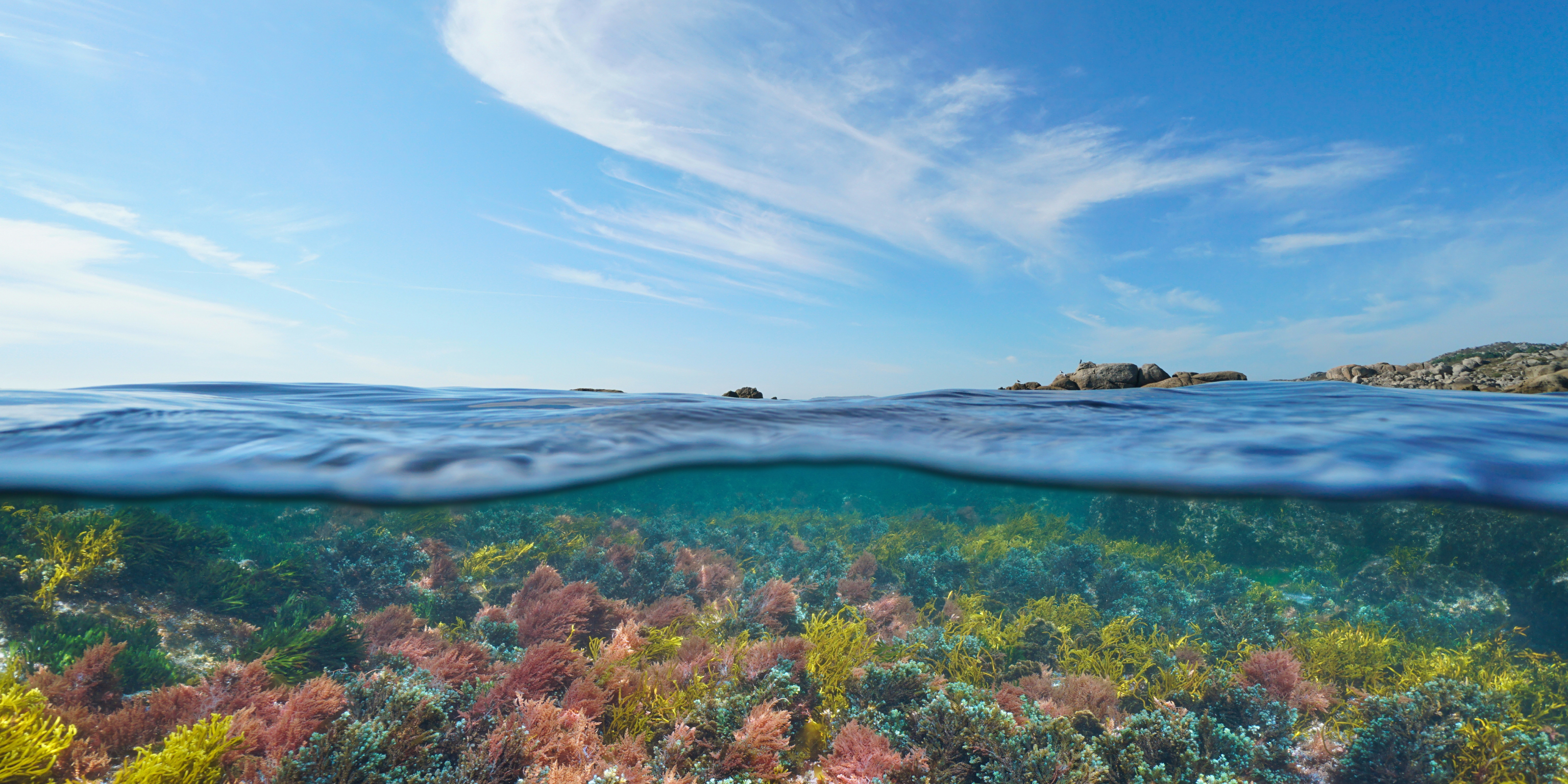 Pacific Harvest why seaweed