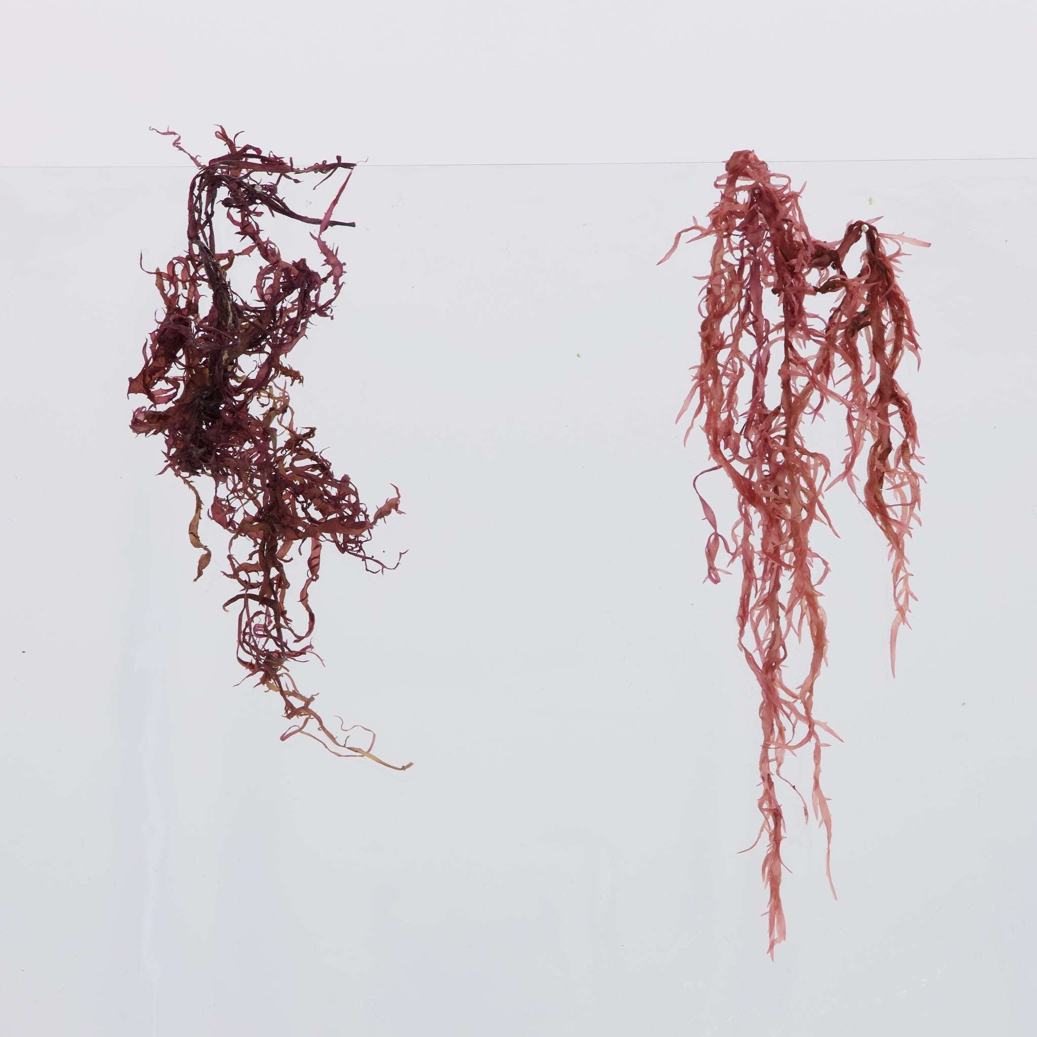 Sea Chicory Seaweed (Raw, Gluten Free, Wild Harvested )