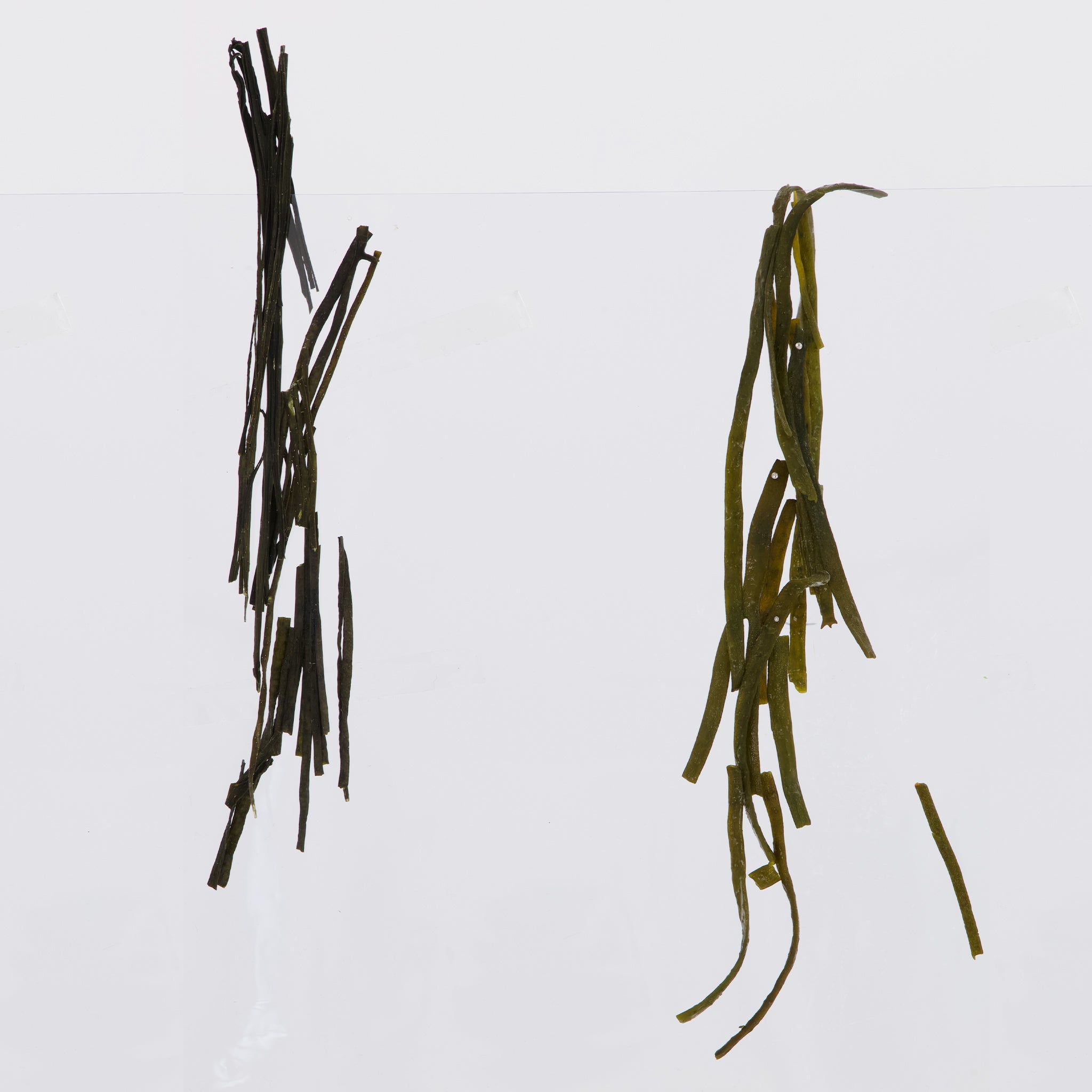 Sea Spaghetti Seaweed Branches (Raw, Gluten Free, Wild Harvested)