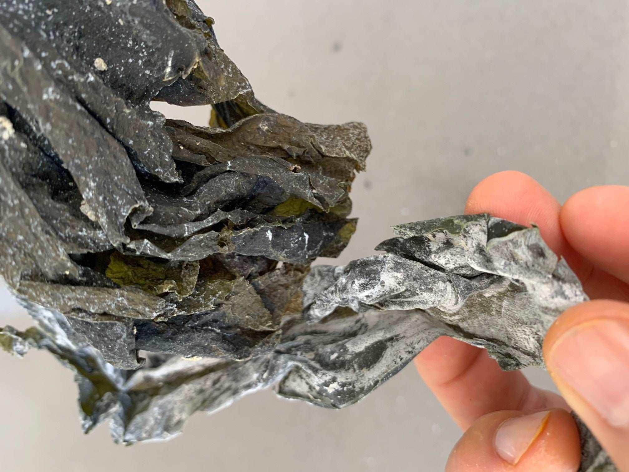 Wakame Seaweed (Raw, Gluten Free)