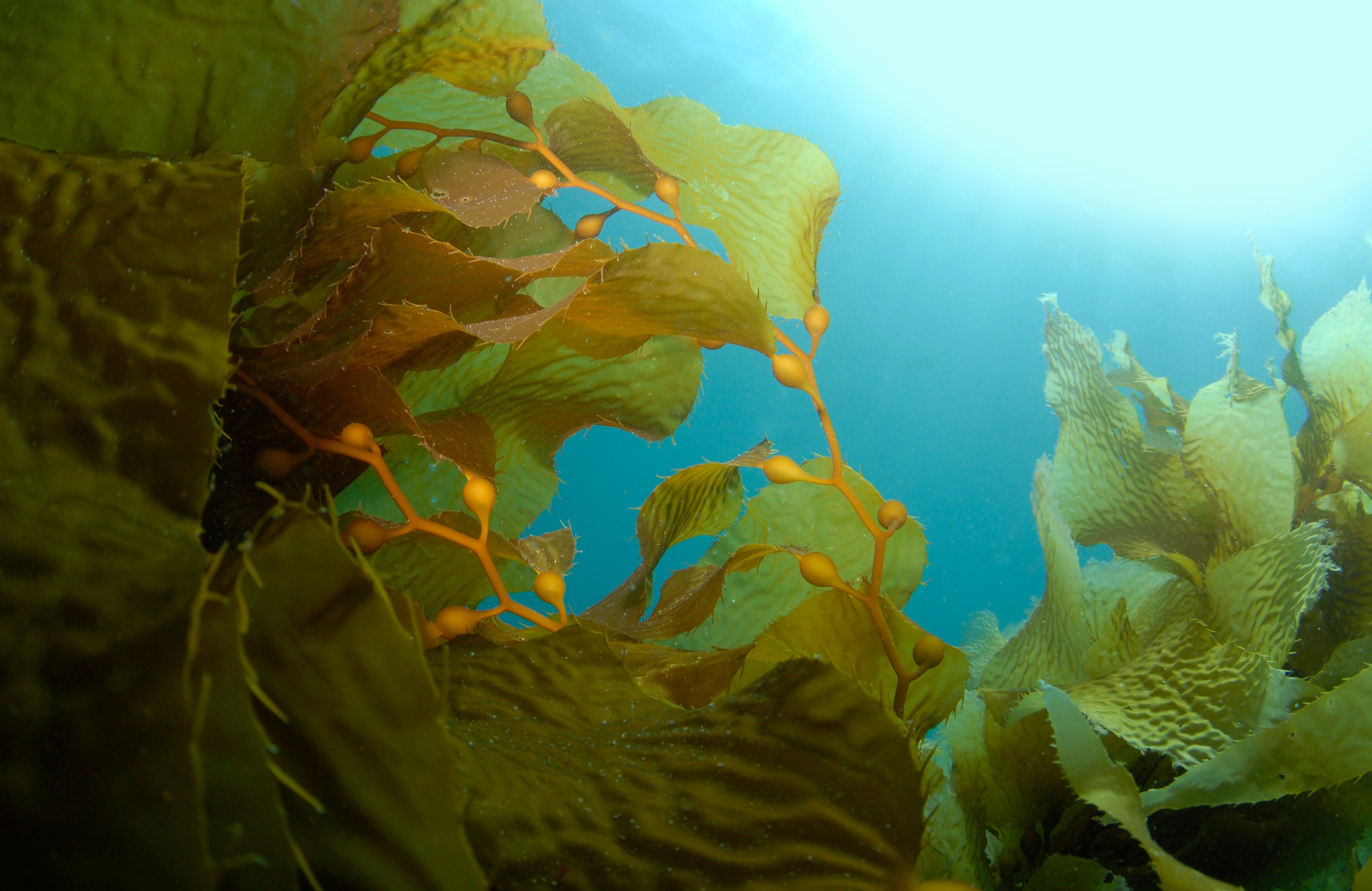 Are seaweeds plants new arrivals