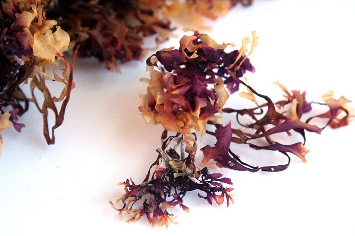 The Remarkable Health Benefits of Irish Moss (Sea Moss)