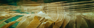 Pacific Harvest background seaweed underwater