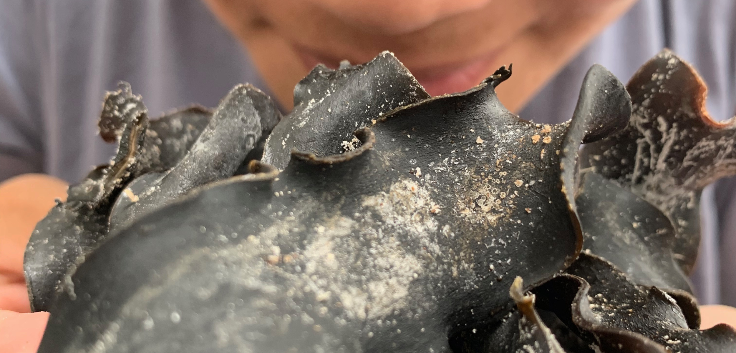 Pacific Harvest smelling kombu with glutamine close up