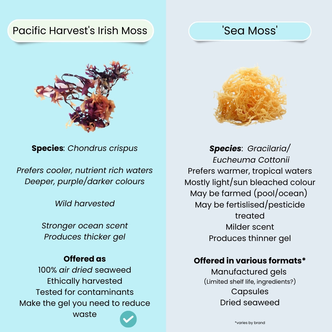 Irish Sea Moss (Sea Moss, Gluten Free, Raw, Wild Harvested)
