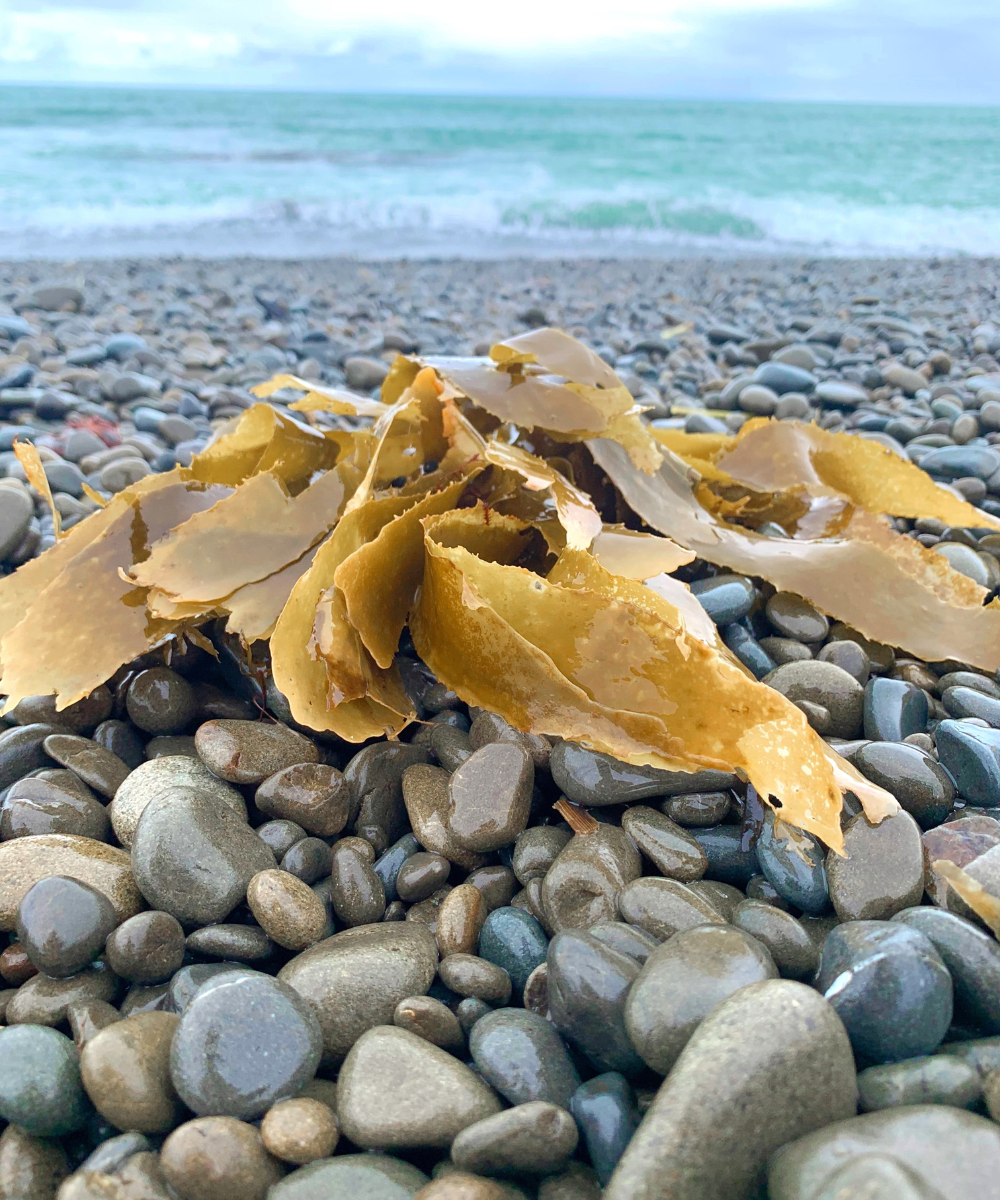 Pacific Harvest ecklonia radiata on stony beach with ocean behind